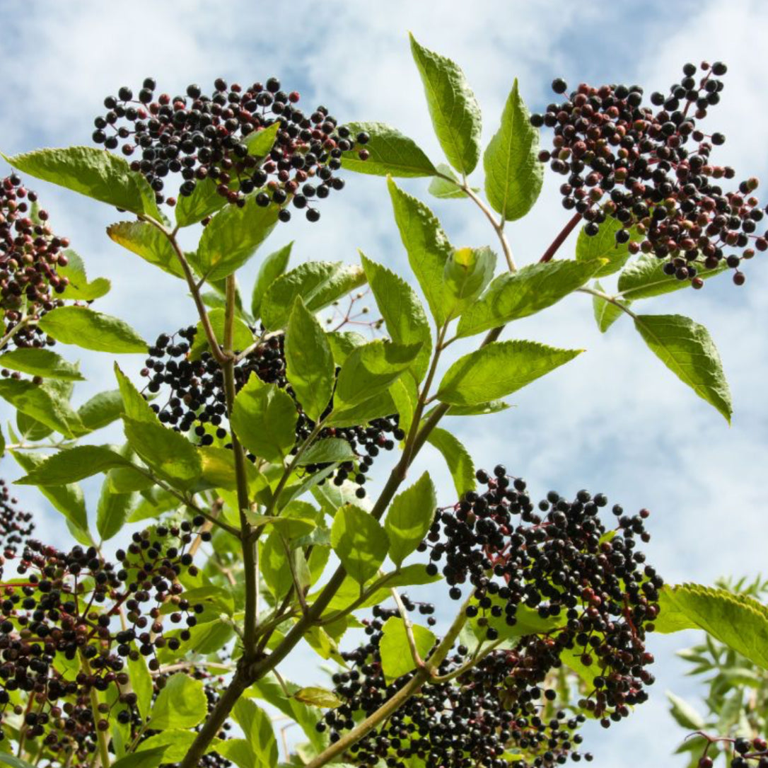 Elderberry plant