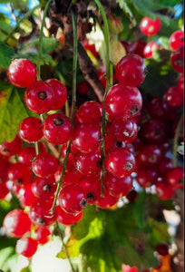 Currant, Rovada red plant