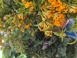 Load image into Gallery viewer, Mexican Mint Marigold plant
