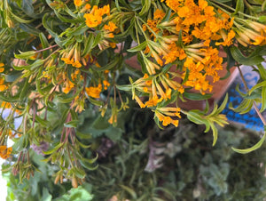 Mexican Mint Marigold plant