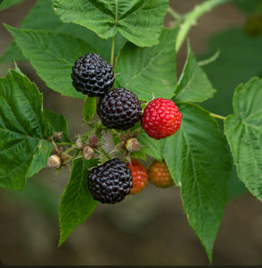 Raspberry, Jewel (black) plant