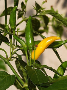 Pepper, Lemon Drop Hot plant