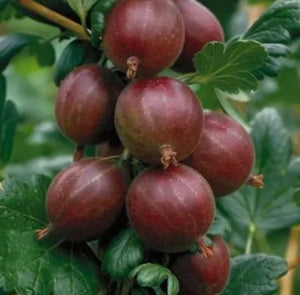 Gooseberry, Hinnomaki Red plant