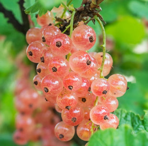 Currant, Pink Champagne plant