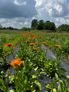 Calendula plant