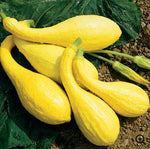 Load image into Gallery viewer, Squash, Yellow Crookneck Summer plant
