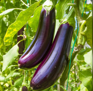 Eggplant, Diamond plant