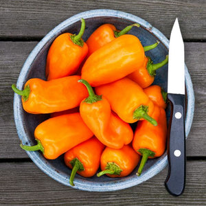 Pepper, Orange Picnic plant