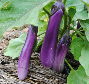 Eggplant, Ping Tung plant