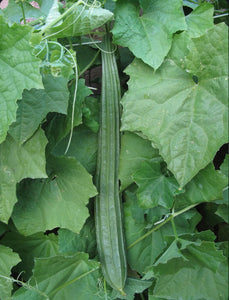 Luffa plant