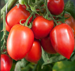 Load image into Gallery viewer, Tomato, Amish Paste plant
