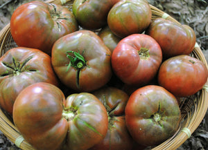 Tomato, Cherokee Purple plant