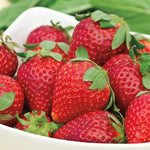 Load image into Gallery viewer, Strawberry, Albion plant
