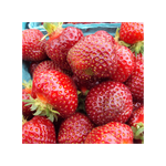 Load image into Gallery viewer, Strawberry, Archer plant
