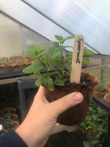 Mint, Spearmint plant