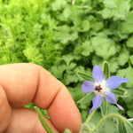 Load image into Gallery viewer, Borage plant
