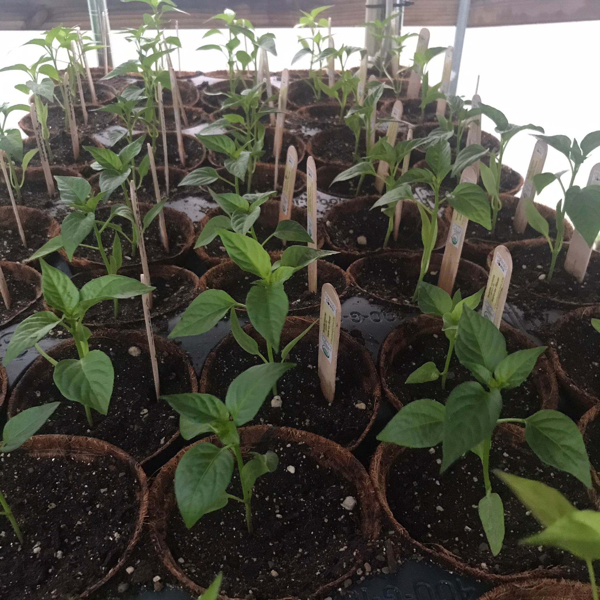 Pepper, Cayenne (Joe's Long) plant