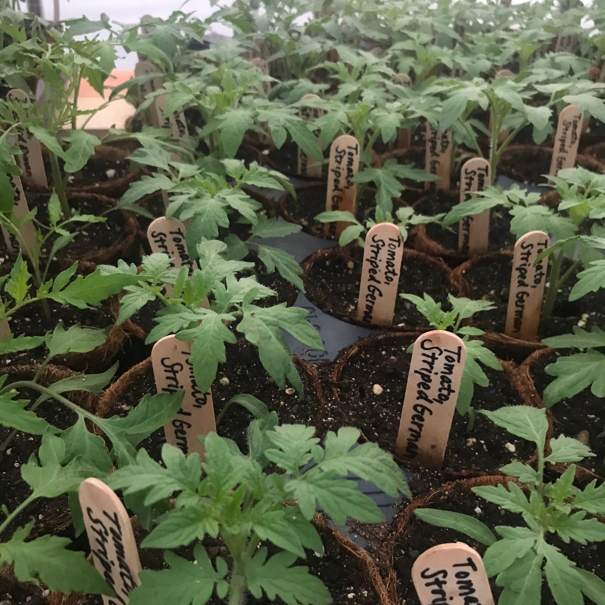 Tomato, Amish Paste plant
