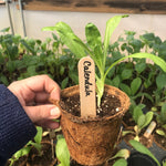 Load image into Gallery viewer, Calendula plant
