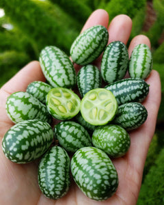 Cucamelon plant