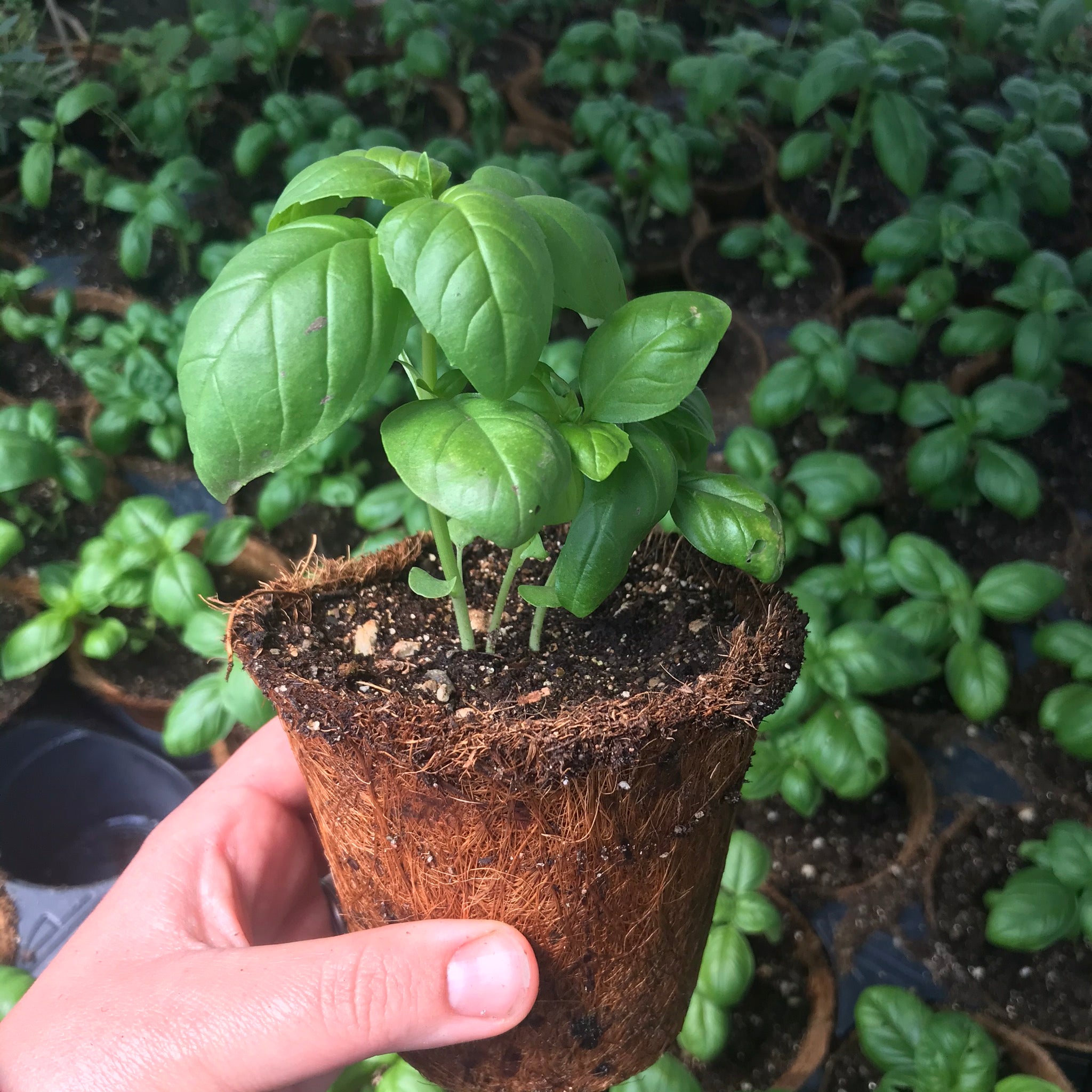 Basil, Genovese plant