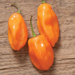 Load image into Gallery viewer, Pepper, Habanero plant
