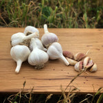 Load image into Gallery viewer, Garlic, 1 pound medium size heads
