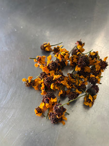 Dyer’s Coreopsis, dried