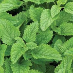 Load image into Gallery viewer, Lemon Balm plant
