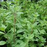 Load image into Gallery viewer, Marjoram plant
