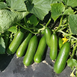 Cucumber, Minime plant