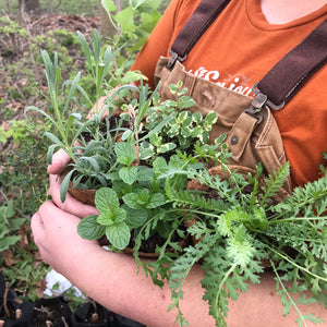 Backyard Herbalist, plant pack